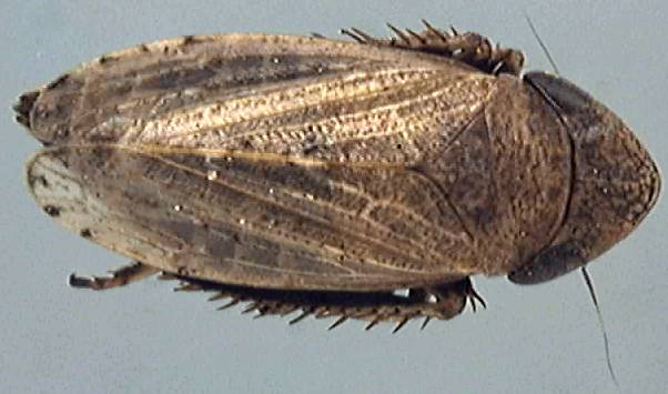 Aphrodes albifrons